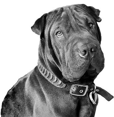 Berry the team mascot